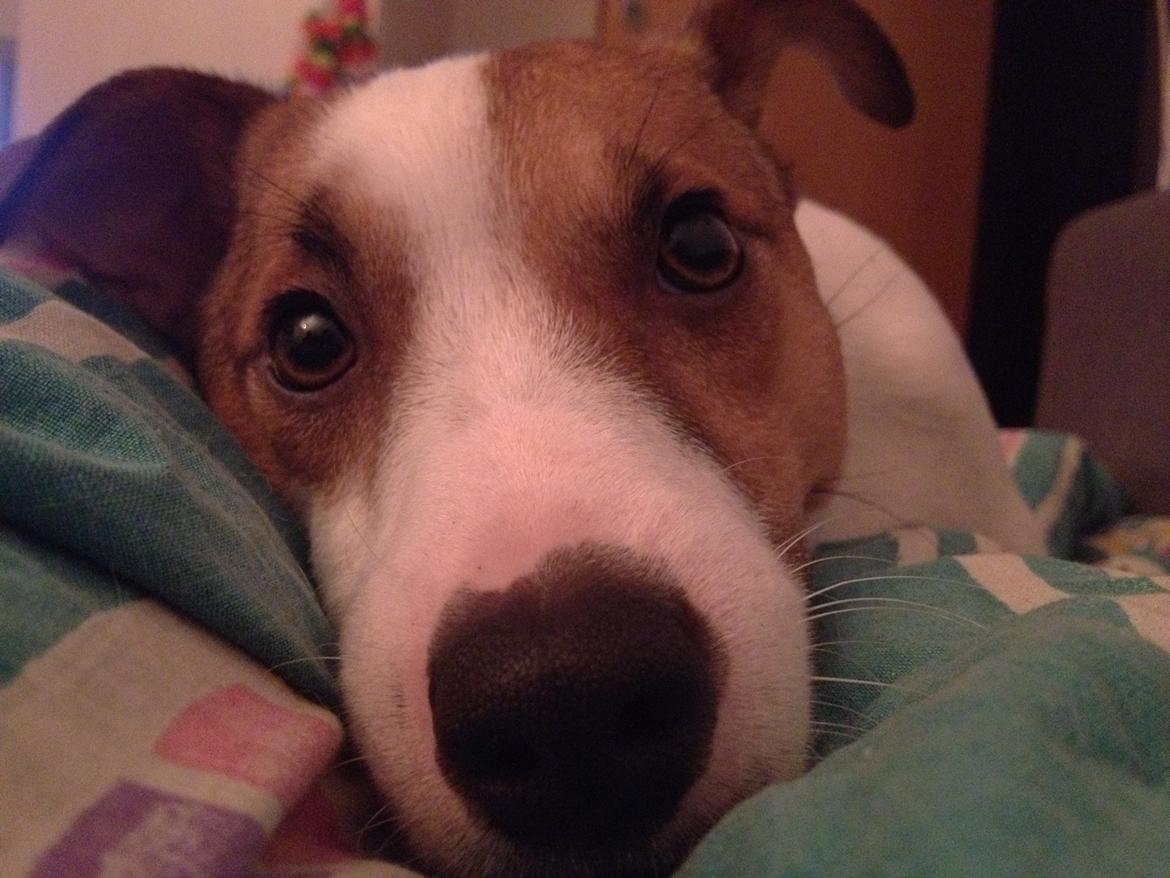 Jack russell terrier Vaks billede 17