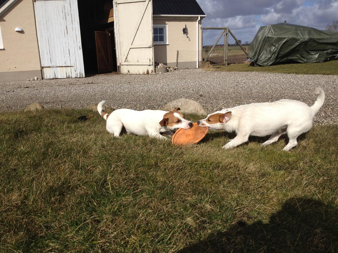 Jack russell terrier Vaks billede 19