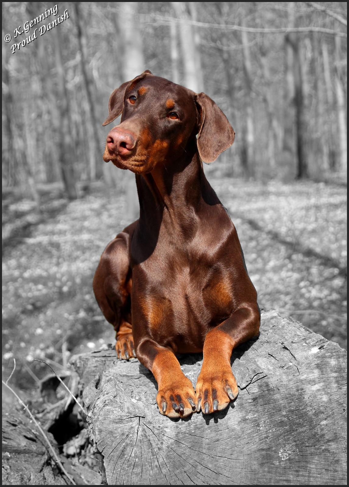 Dobermann Serbian Star V Masterhof - 2½ år, Marts 2012 billede 19