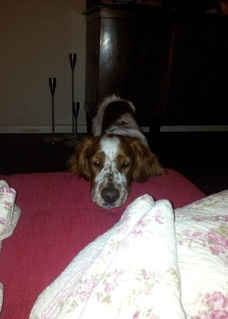 Welsh springer spaniel Flicka † - Taget d. 27-03-12

Søtte pige. :p billede 3