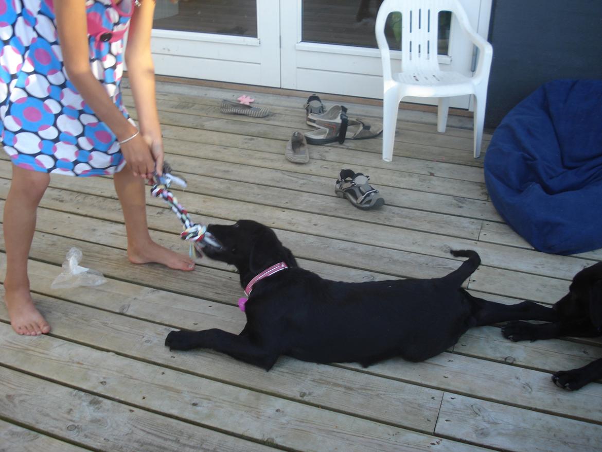 Labrador retriever malou billede 7