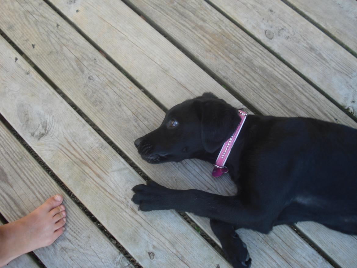 Labrador retriever malou - sår tager vi en lille lur billede 8