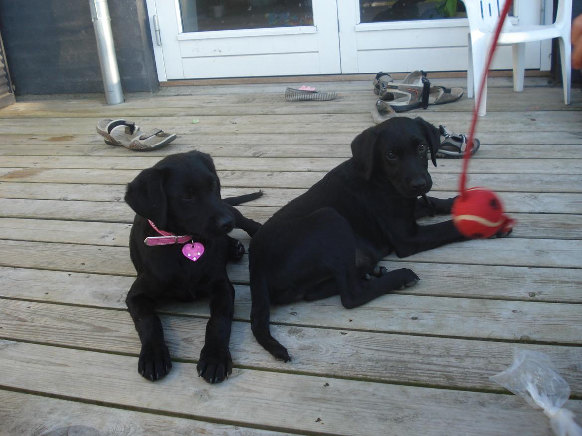 Labrador retriever malou - jeg leger med min bror billede 9
