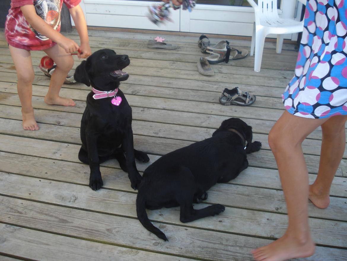 Labrador retriever malou billede 10