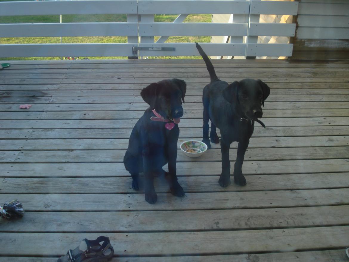 Labrador retriever malou - er vi ikke søde billede 11