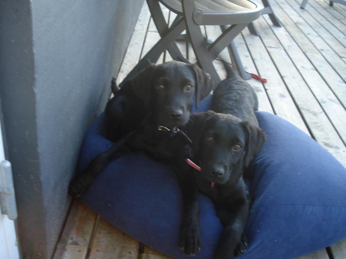 Labrador retriever malou - sår tager vi lige en slaper billede 1