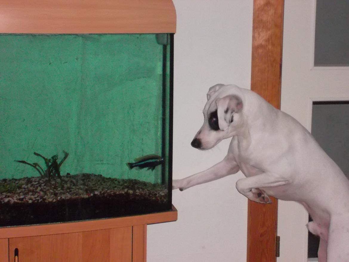 Dansk svensk gaardhund felix - fisk de er spindene  billede 9