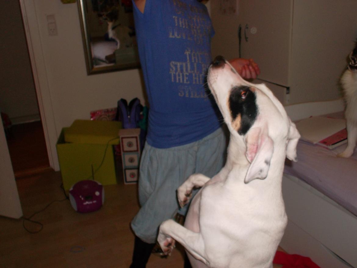 Dansk svensk gaardhund felix billede 10