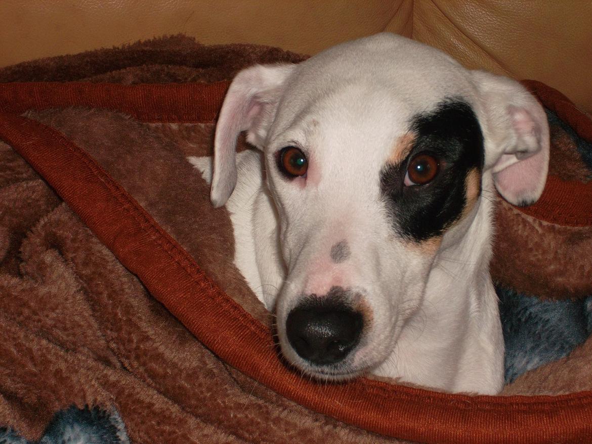 Dansk svensk gaardhund felix billede 11