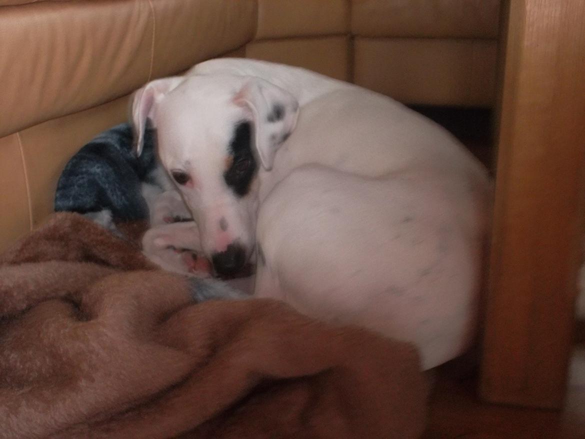 Dansk svensk gaardhund felix - dejlig med en lur billede 12