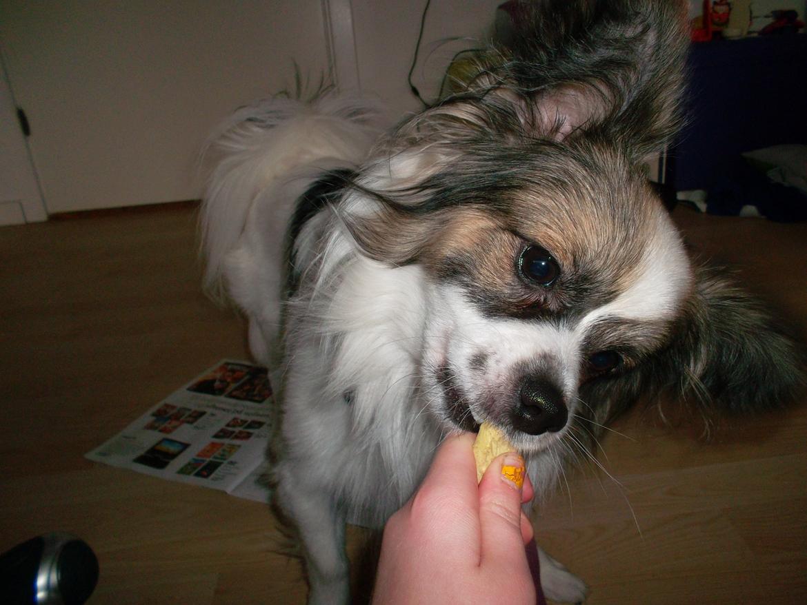 Papillon Nuser billede 12