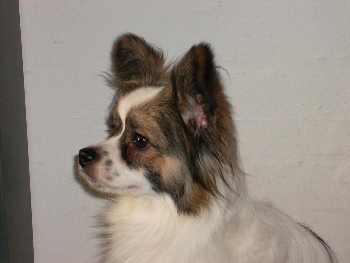 Papillon Nuser billede 1