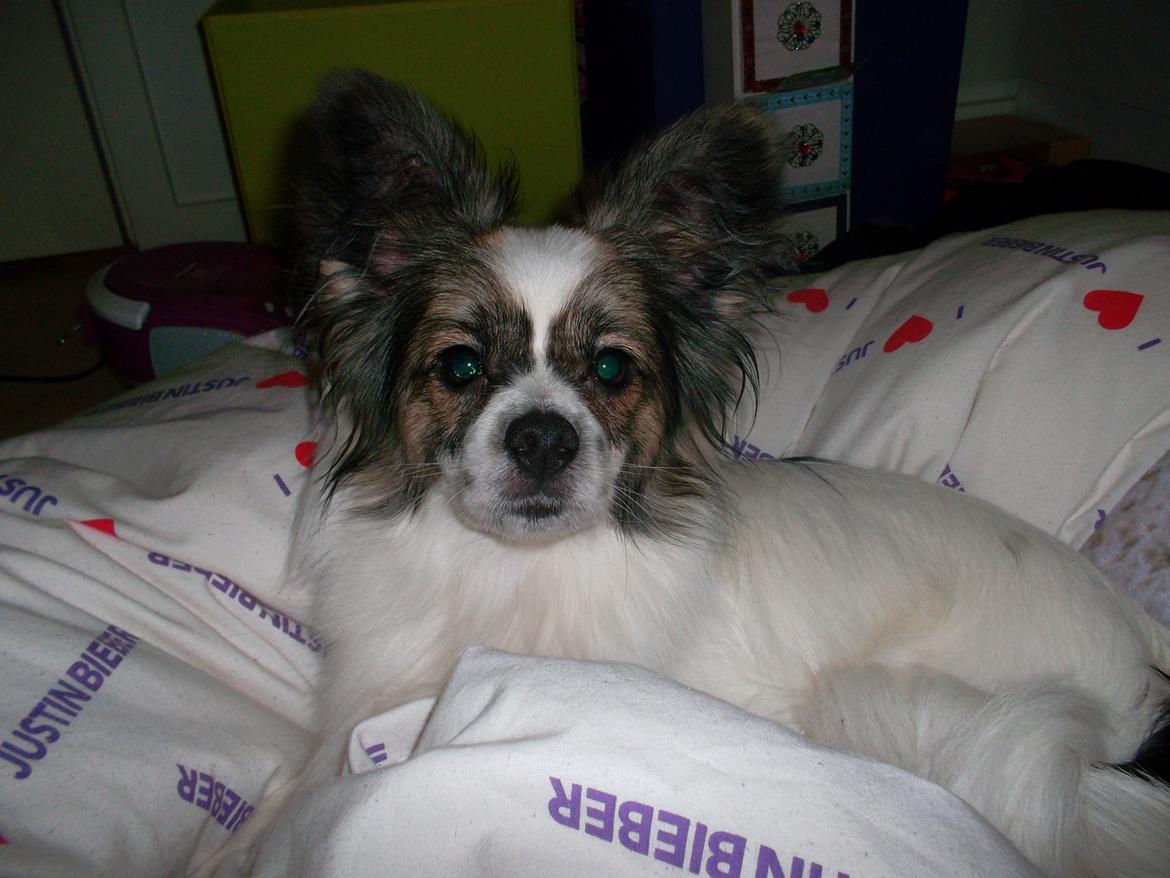 Papillon Nuser billede 13