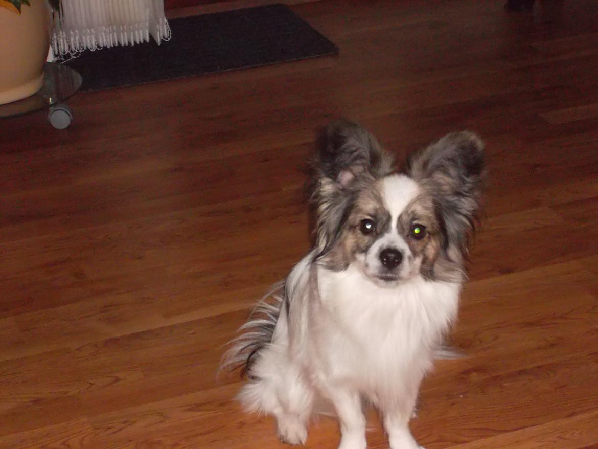 Papillon Nuser billede 14