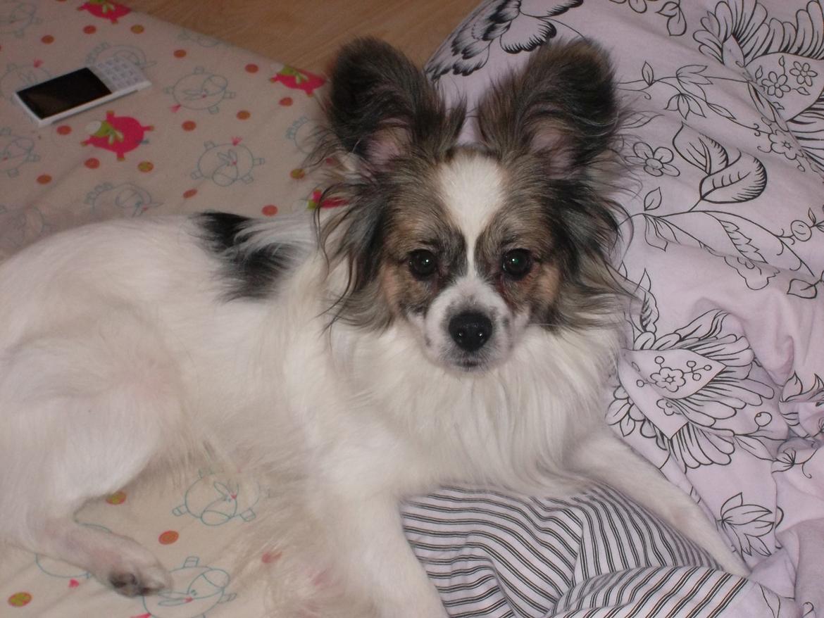 Papillon Nuser billede 15