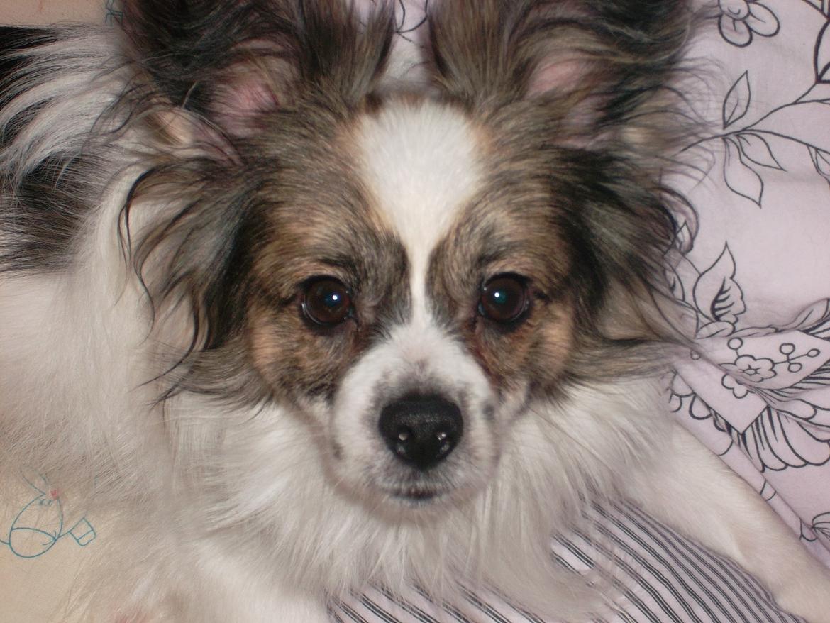 Papillon Nuser billede 16