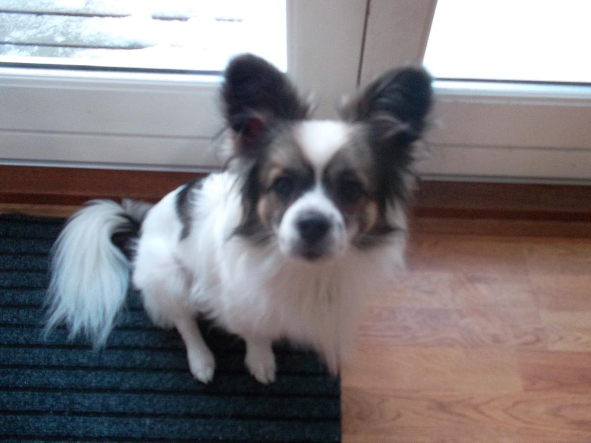 Papillon Nuser billede 17