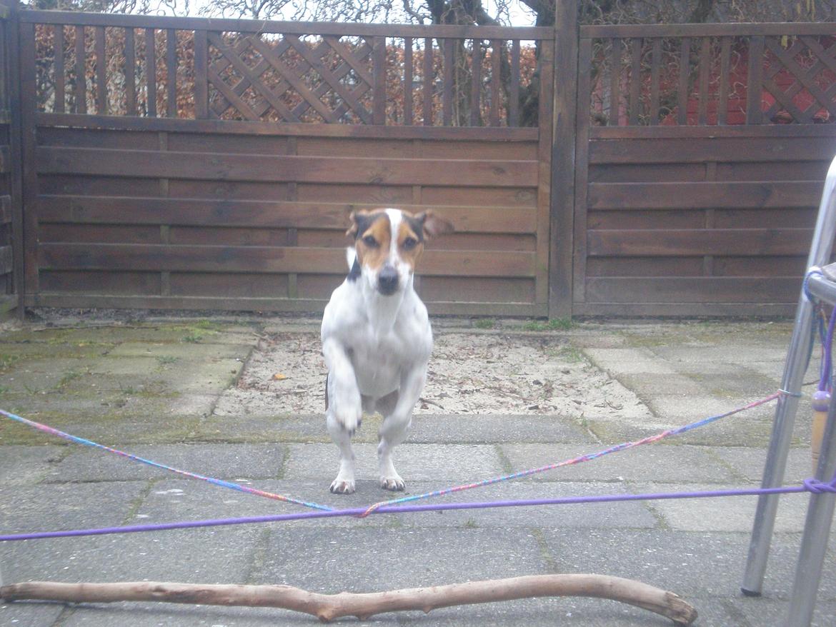 Blanding af racer Spot billede 3