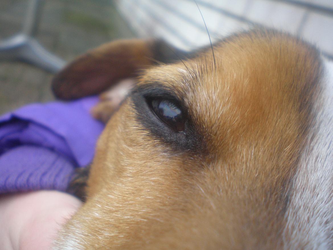 Blanding af racer Spot billede 2