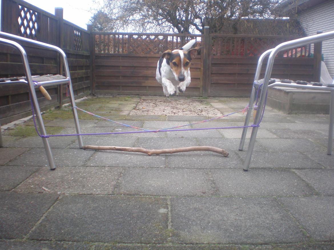 Blanding af racer Spot billede 16