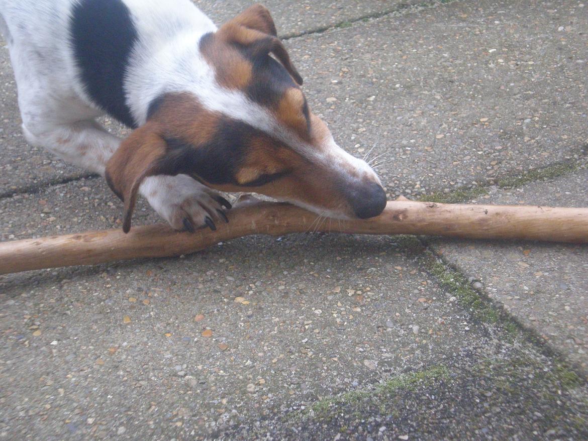 Blanding af racer Spot billede 17