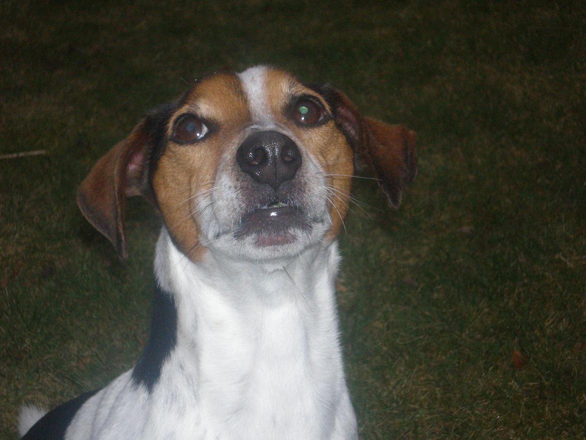 Blanding af racer Spot billede 18