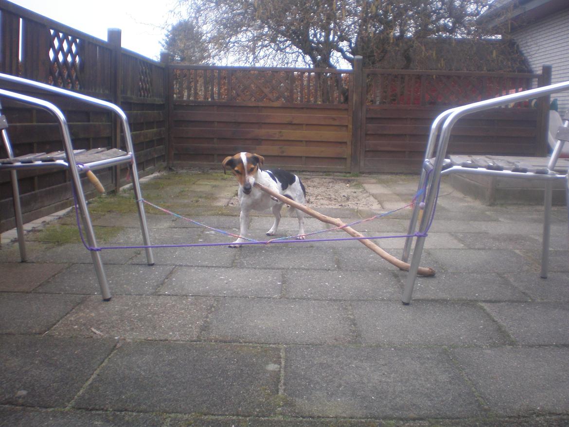 Blanding af racer Spot billede 19