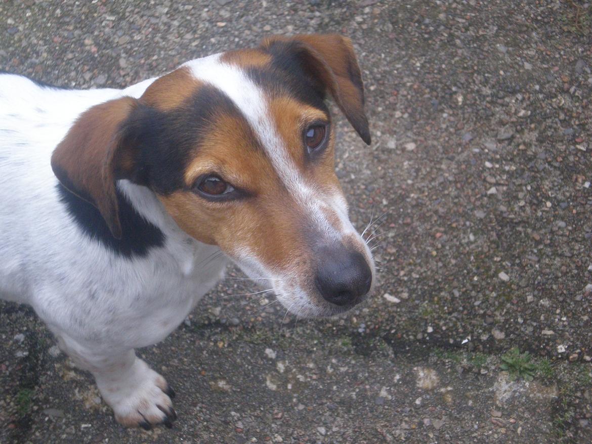 Blanding af racer Spot billede 20