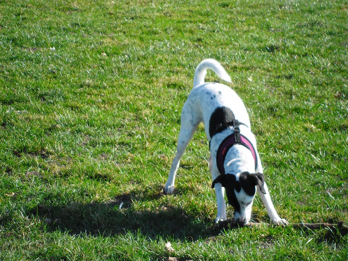 Dansk svensk gaardhund Sniffer [Bedste ven] - Lillepige <3

29/3 2012 billede 45