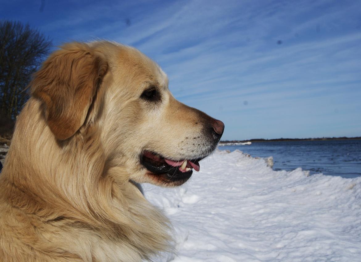 Blanding af racer Django - 12/03-11 min skønne hund <3 han er så smuk :) billede 1