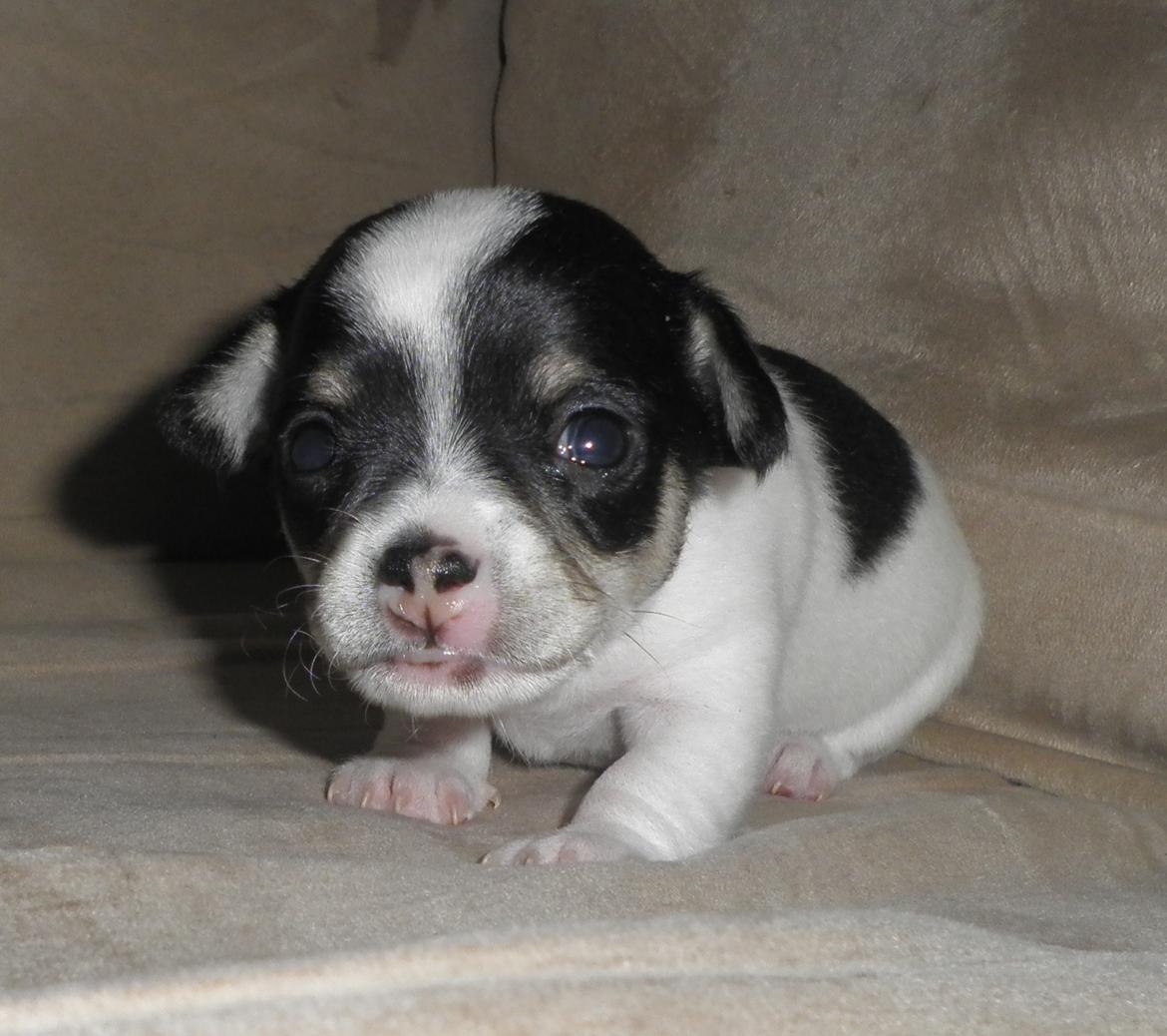 Chihuahua Kayla - 20 dage gammel <3 billede 10