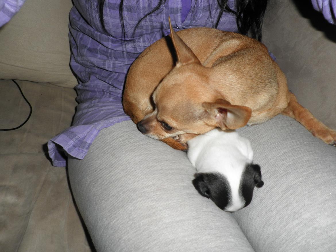 Chihuahua Kayla - 20 dage gammel <3
Sammen med Emmeli, min dejlige pige på 5år, som vist har godkendt lille Kayla <3 :'D billede 11
