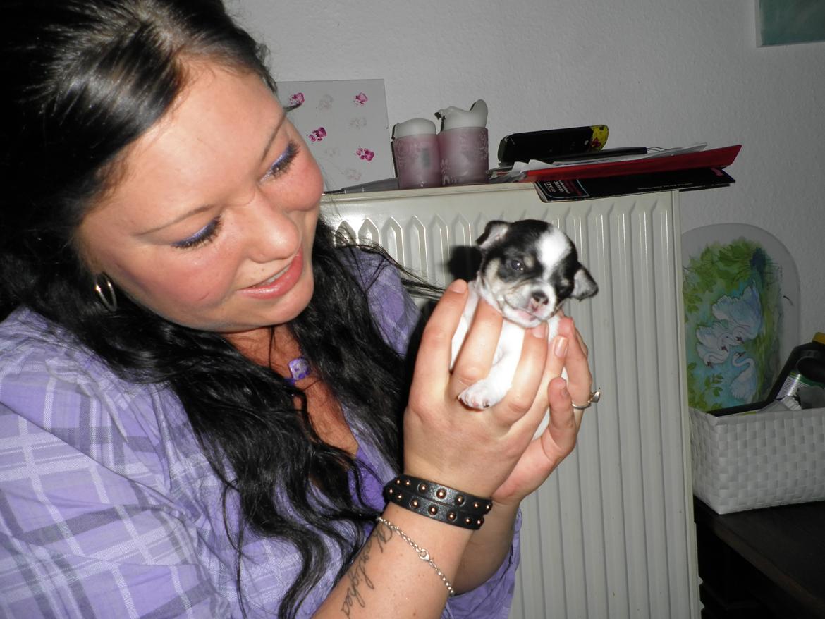 Chihuahua Kayla - 20 dage gammel <3
 billede 13