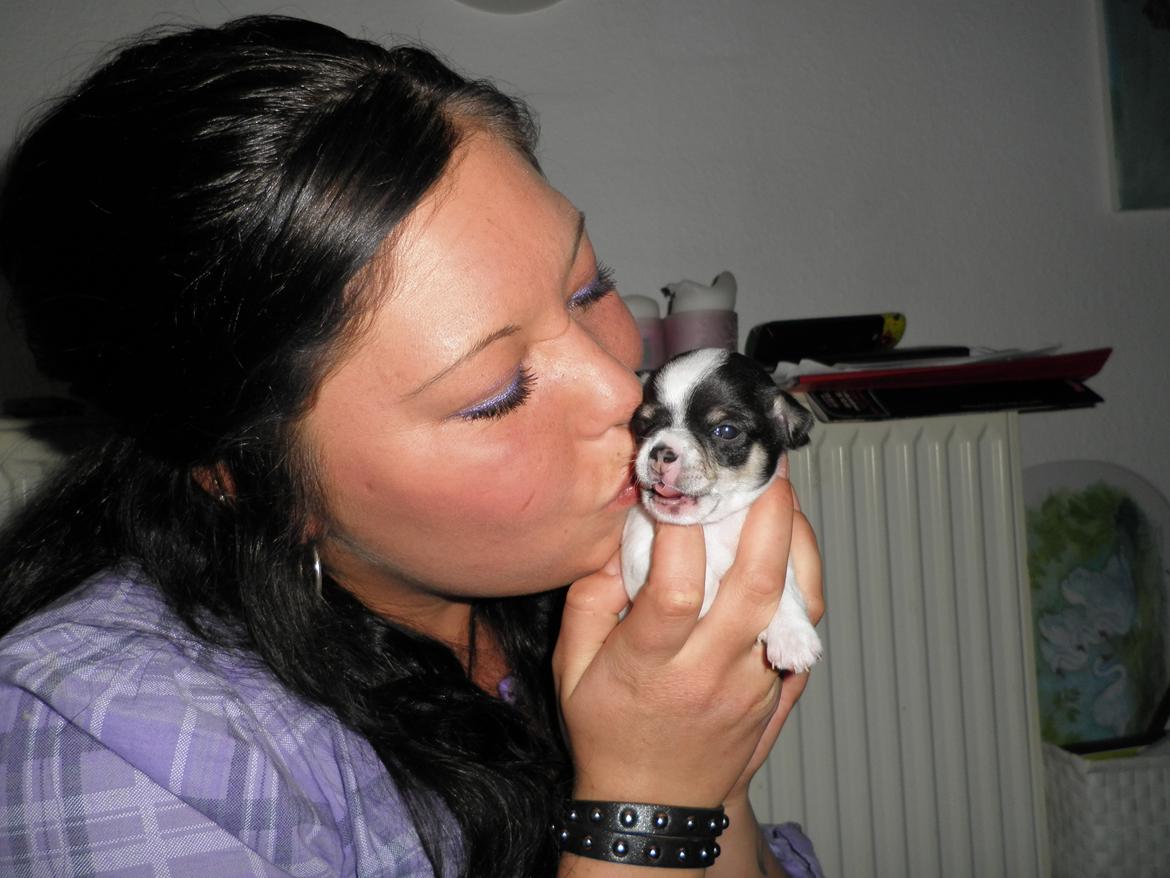 Chihuahua Kayla - 20 dage gammel <3
Får lige et lille nys af mig :p billede 12