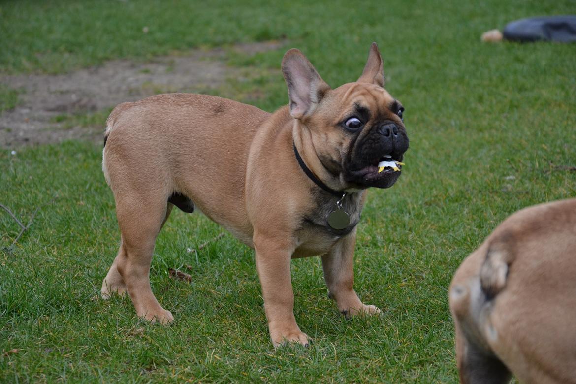 Fransk bulldog Holger - Fraklip ;-)  billede 19
