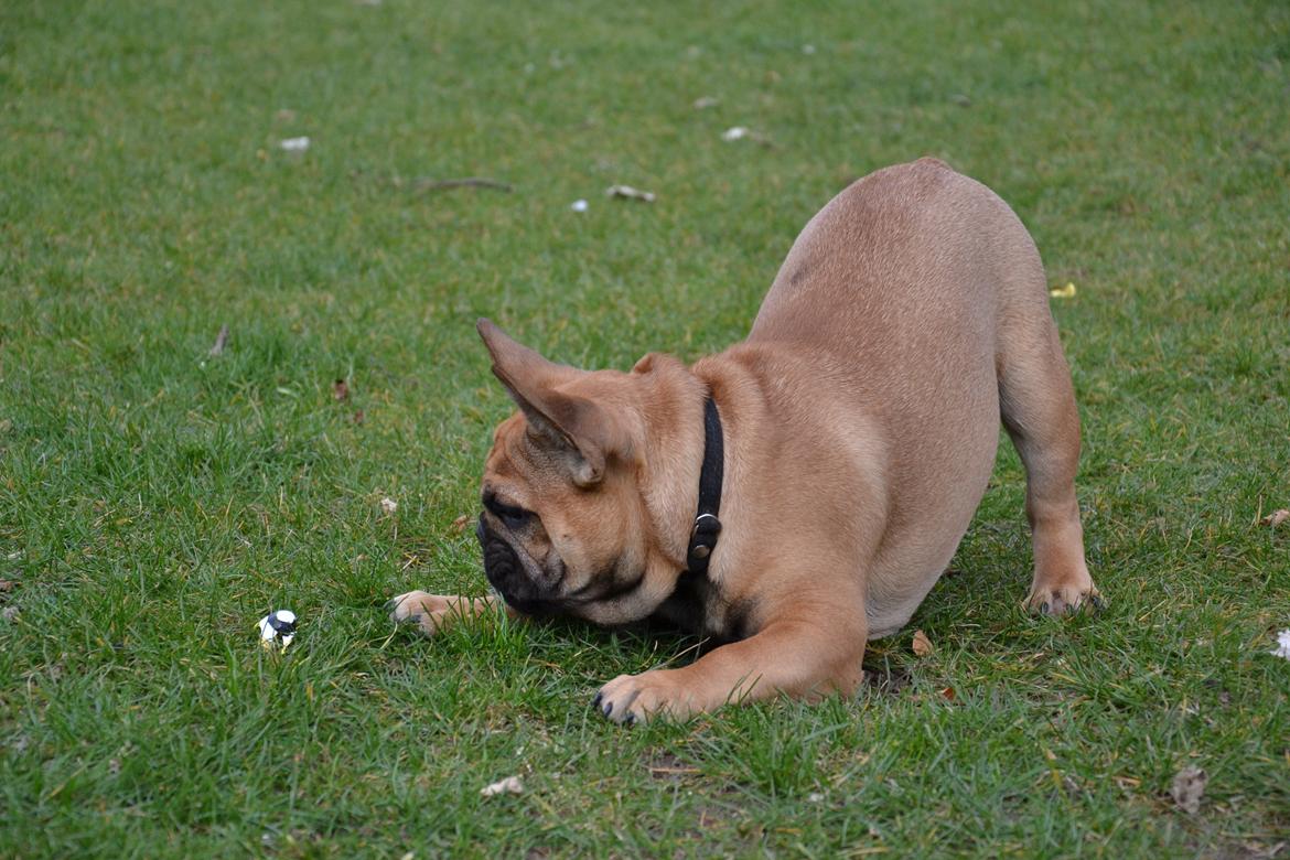 Fransk bulldog Holger - Delle-drengen billede 20