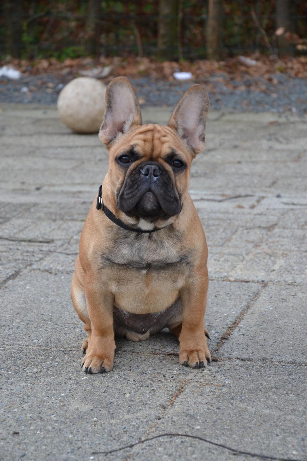 Fransk bulldog Holger - Snart 5 mdr. gammel.  billede 5