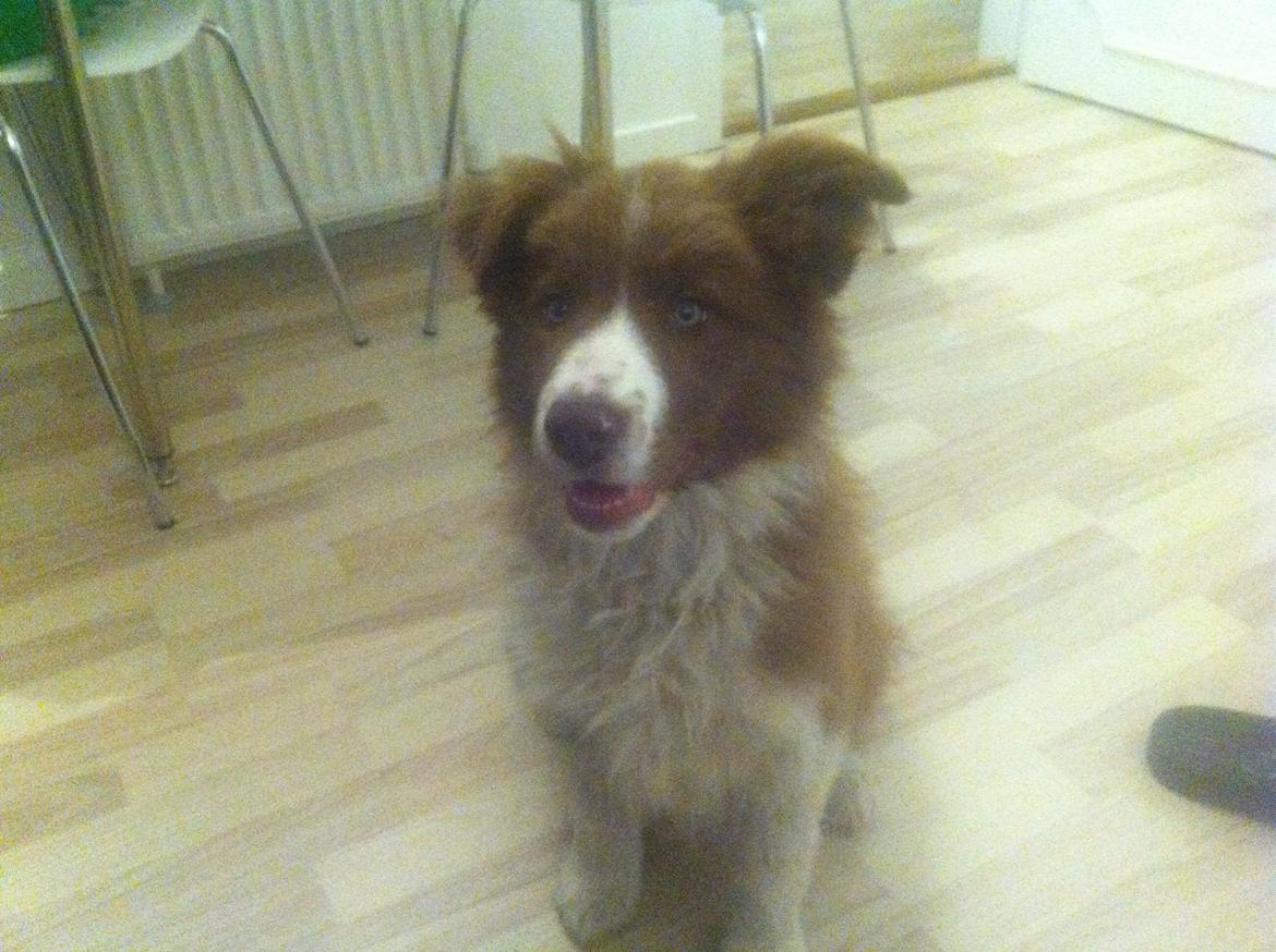 Border collie BAMSE billede 1