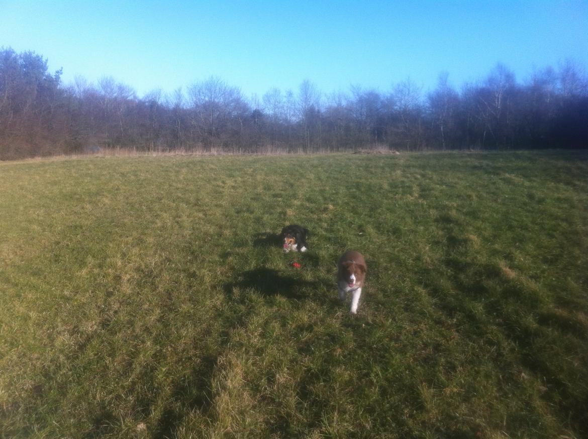 Border collie BAMSE billede 2