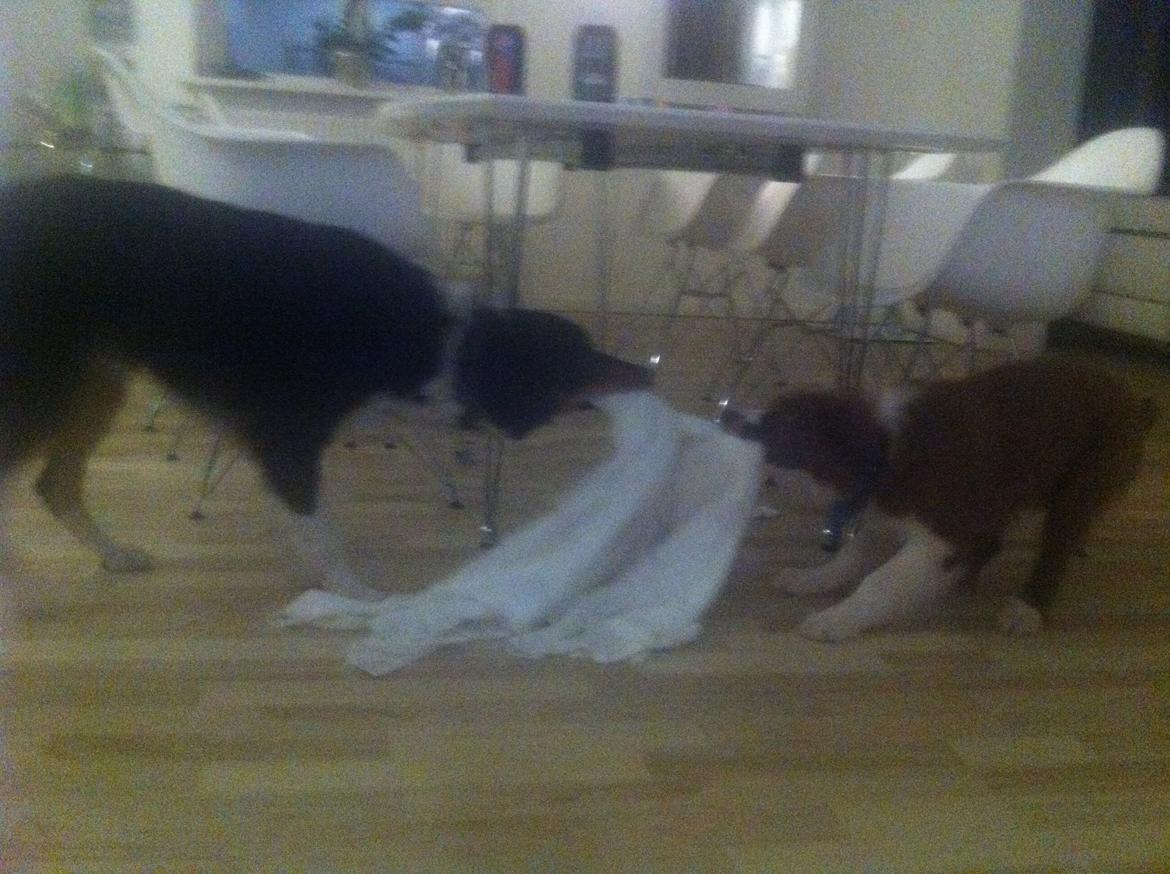 Border collie BAMSE billede 4