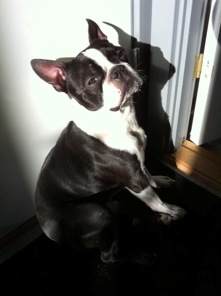 Boston terrier Tim (Arn) billede 1