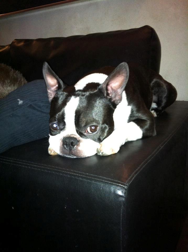 Boston terrier Tim (Arn) billede 2