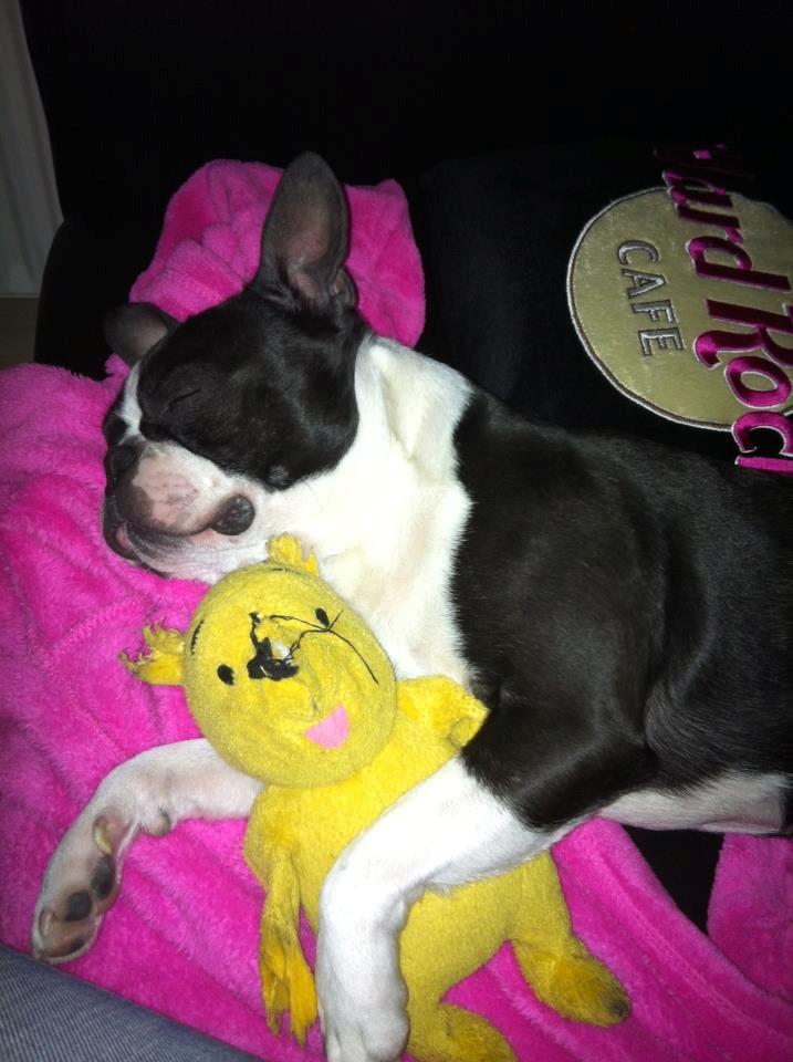 Boston terrier Tim (Arn) billede 3