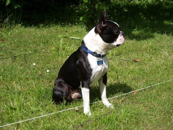 Boston terrier Tim (Arn) billede 4