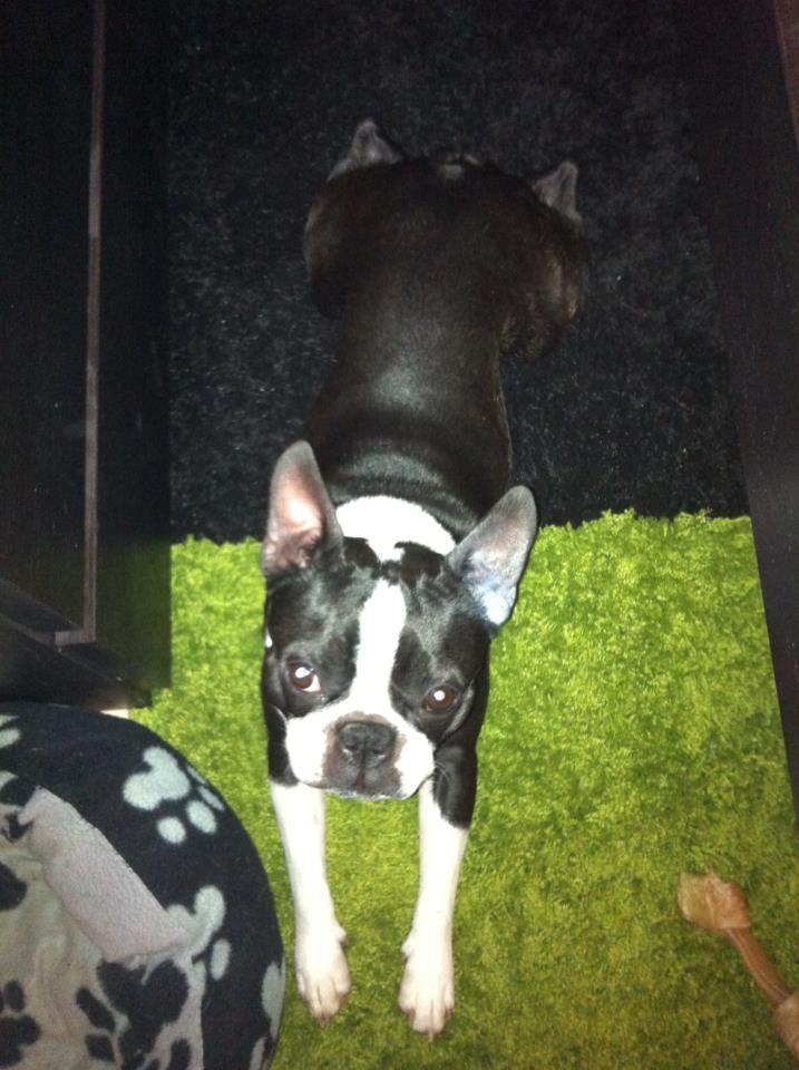 Boston terrier Tim (Arn) billede 5