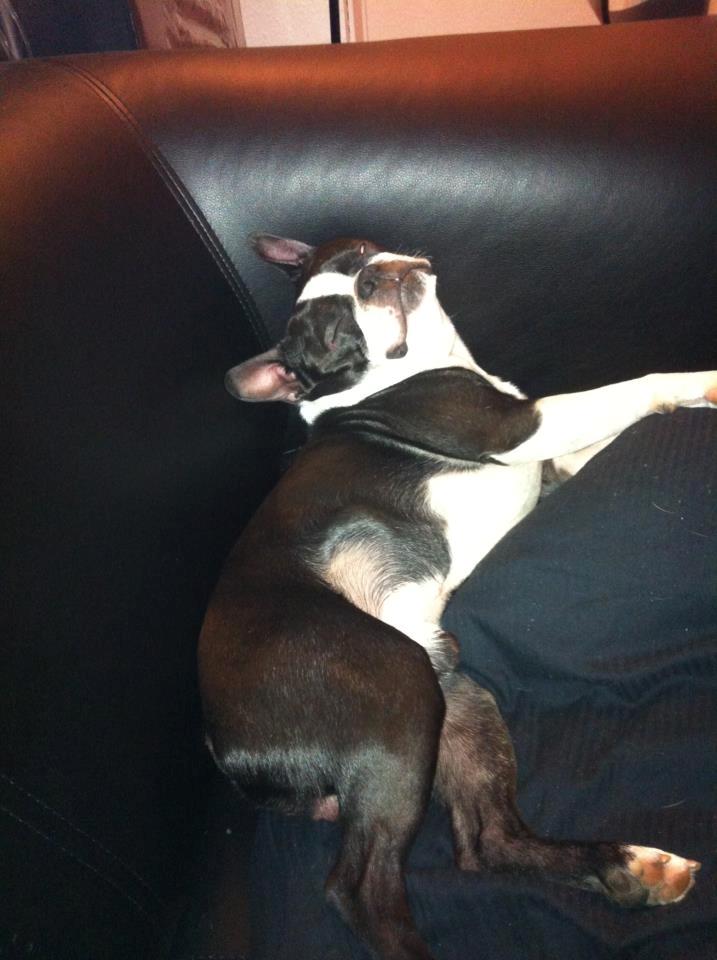 Boston terrier Tim (Arn) billede 6