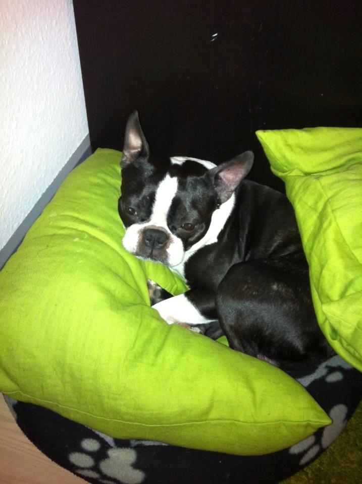 Boston terrier Tim (Arn) billede 7