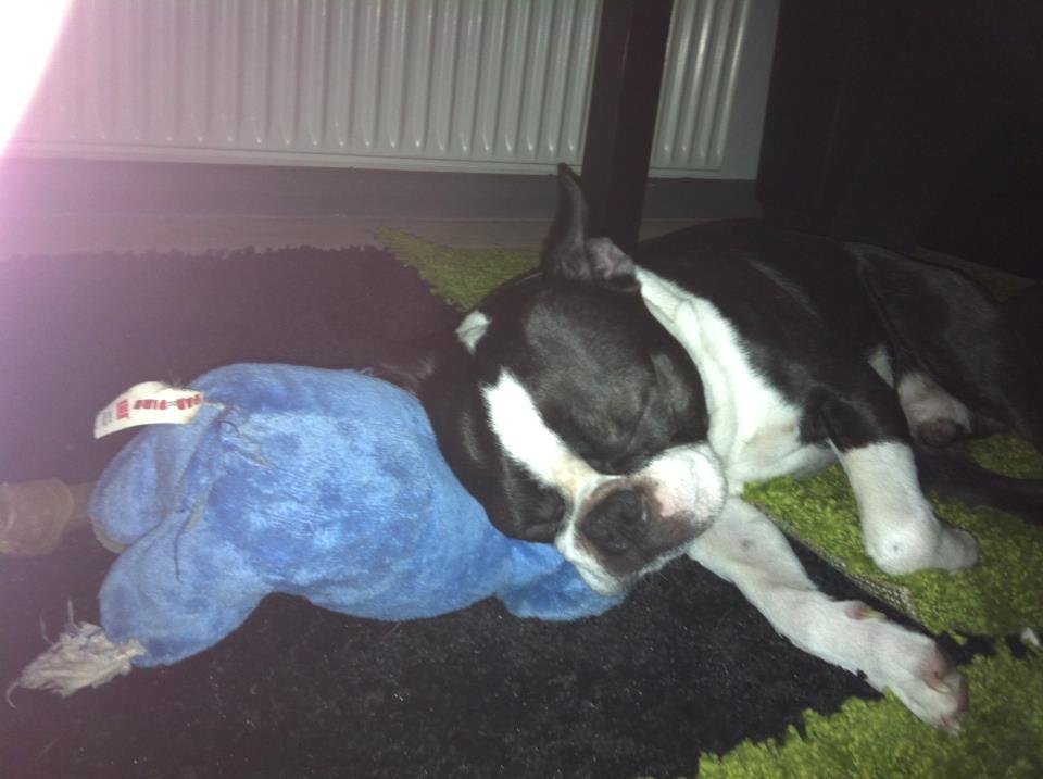 Boston terrier Tim (Arn) billede 8