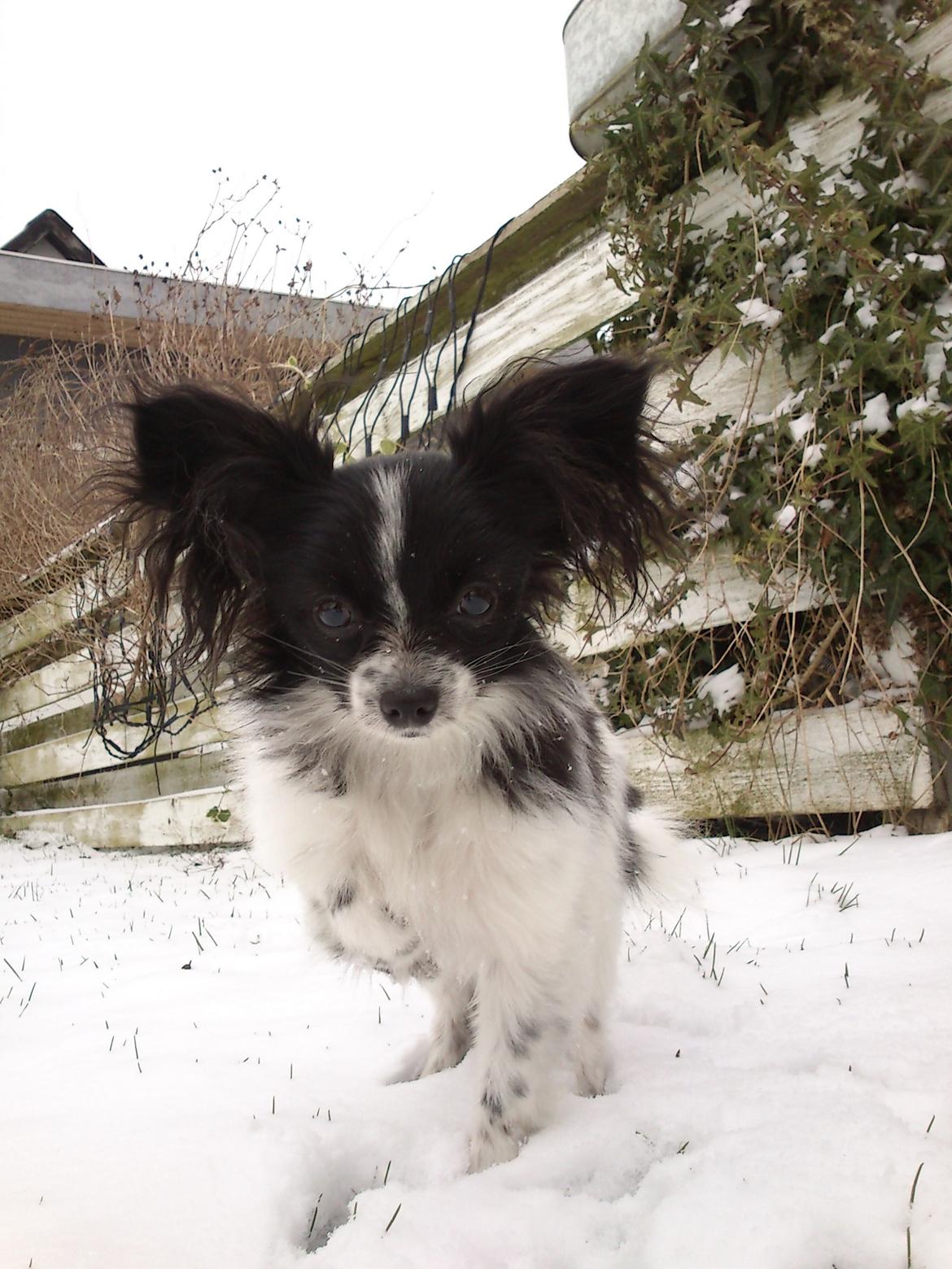 Papillon Putte billede 7