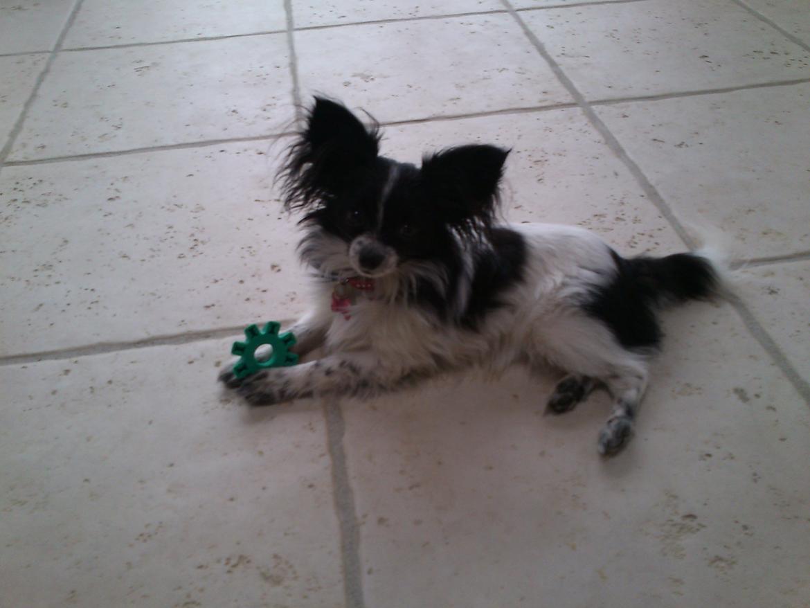 Papillon Putte billede 8